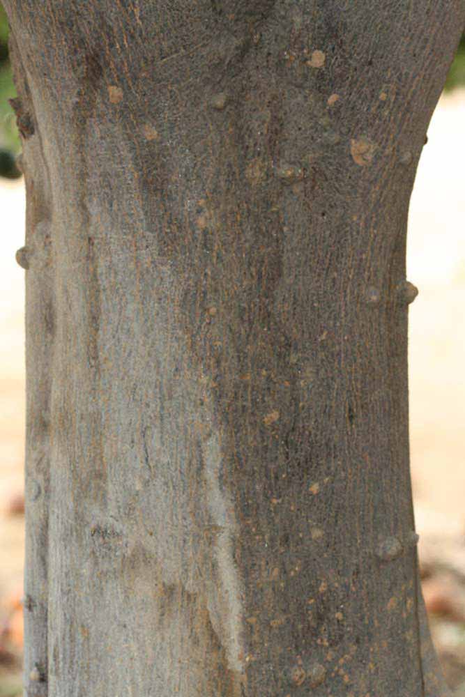            Bark (Riverside, CA)   